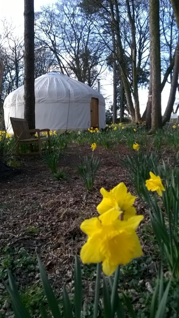 Gingerbread Cottage Yurts Dereham Extérieur photo